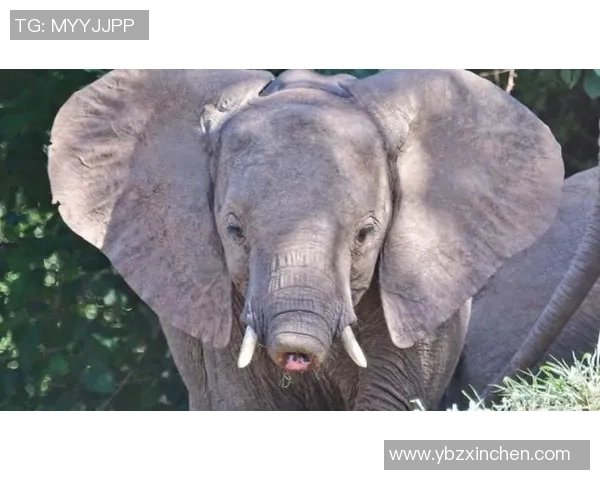 非洲大象姚明的传奇故事与生态保护的紧密联系